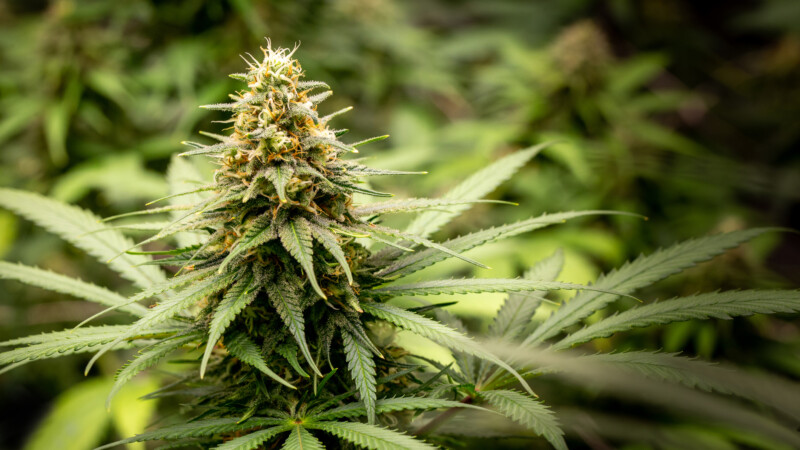 Featured image for “Marijuana issue takes steps toward 2026 ballot”