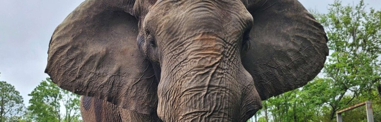 Ali is a 34-year-old African elephant at the Jacksonville Zoo and Gardens | Jacksonville Zoo and Gardens