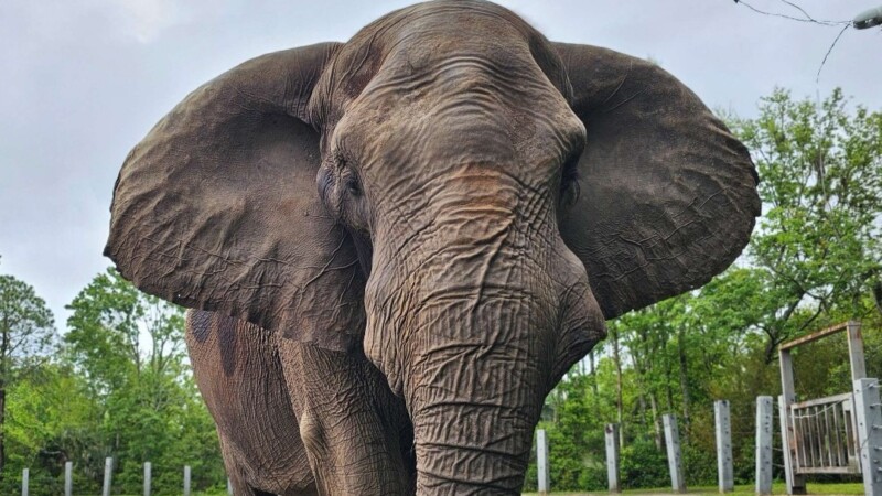 Featured image for “Jacksonville zoo elephant recovering after dental surgery”