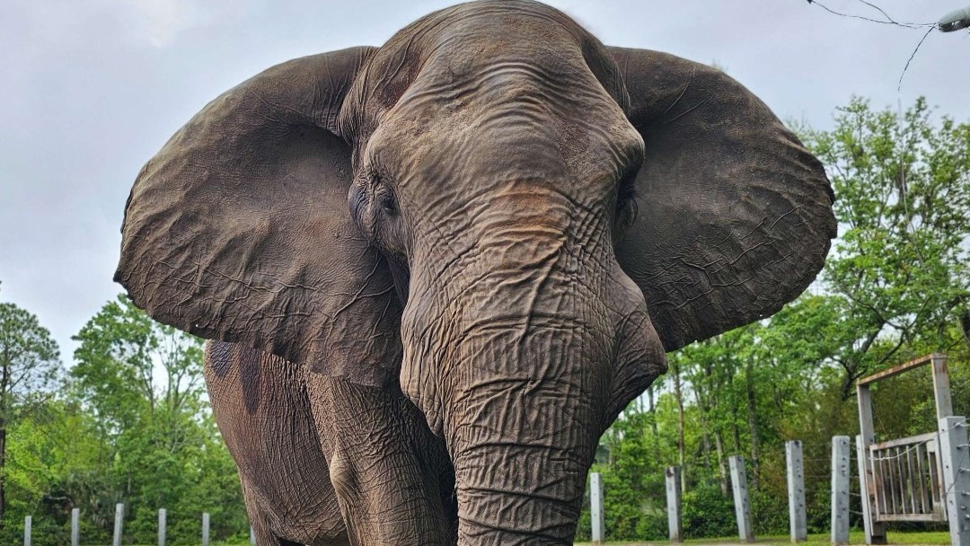 Ali is a 34-year-old African elephant at the Jacksonville Zoo and Gardens | Jacksonville Zoo and Gardens