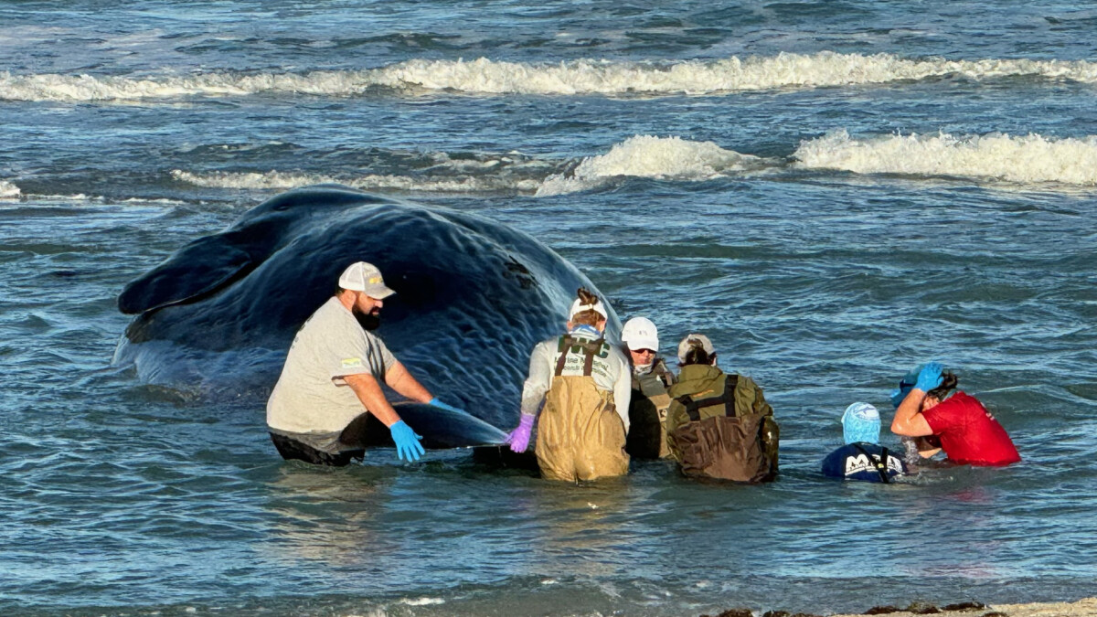 A 50-foot-long sperm whale that was stranded on a sandbar off a Venice beach has died. State wildlife and local law enforcement officials remained at the Service Club Park beach area Monday, March 11, 2024. | Andrea Melendez, WGCU