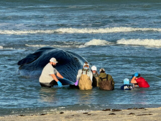 Featured image for “Stranded sperm whale dies off Venice Beach”