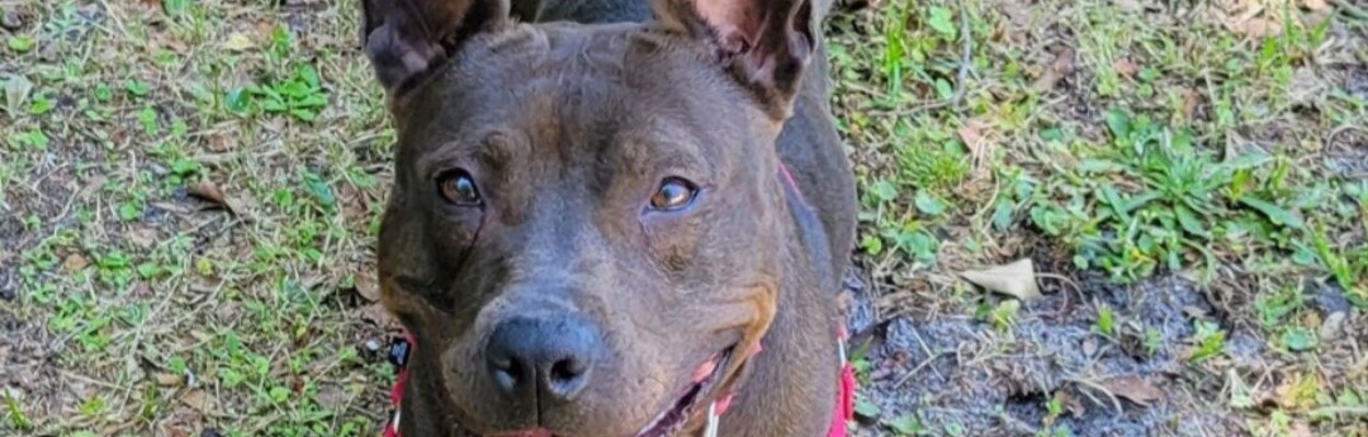 Amelia is one of the dogs at Jacksonville's Animal Care and Protective Services shelter. The shelter needs 60 foster homes for dogs while repairs are made to air conditioning. | Animal Care and Protective Services