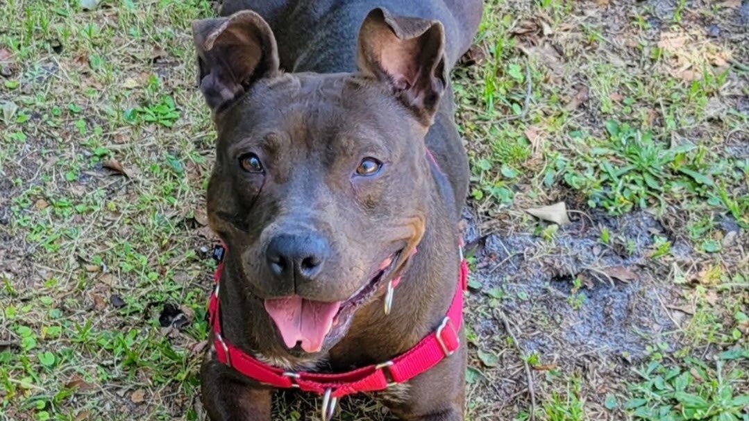 Amelia is one of the dogs at Jacksonville's Animal Care and Protective Services shelter. The shelter needs 60 foster homes for dogs while repairs are made to air conditioning. | Animal Care and Protective Services