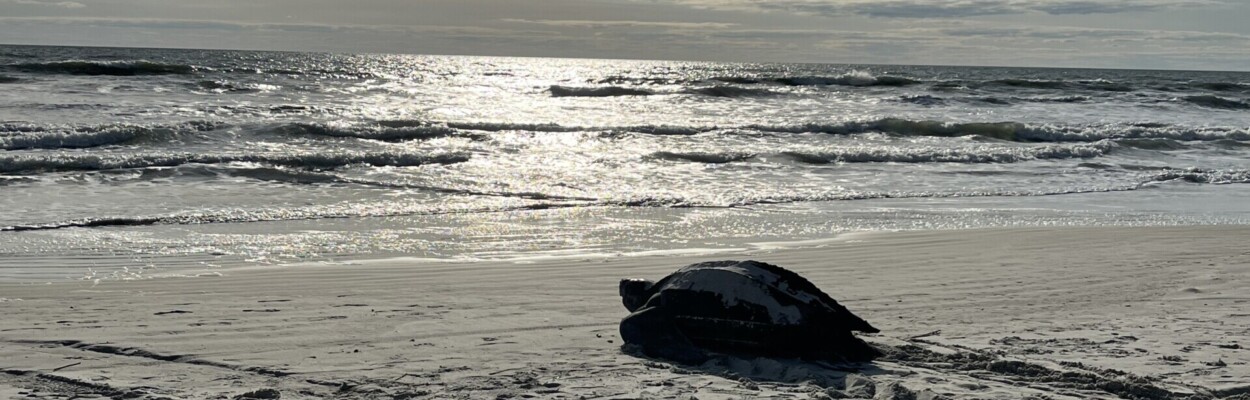 A leatherback turtle leaves Crescent Beach in St. Johns County. | St. Johns County.