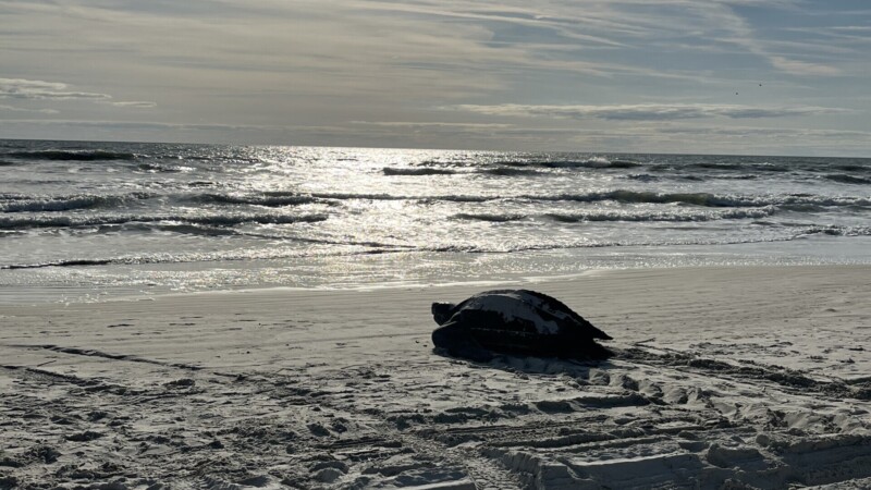 Featured image for “Sea turtle nesting season begins this week”