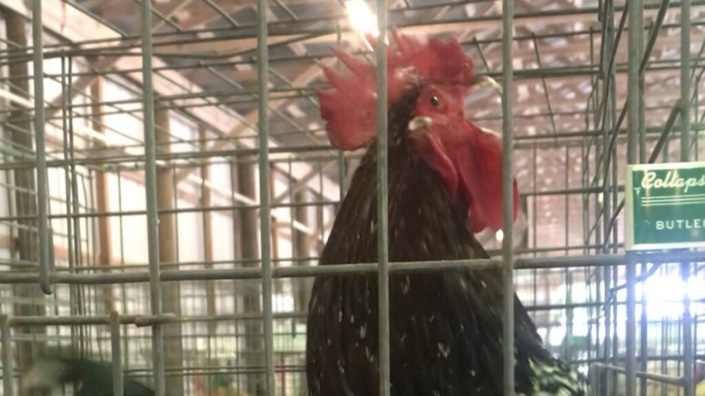 A rooster raises a ruckus at the Clay County Agricultural Fair. | Randy Roguski, WJCT News 89.9