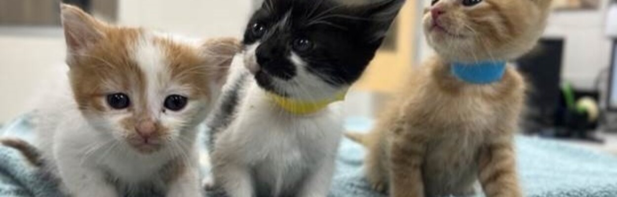 The Jacksonville Humane Society is dealing with an influx of kittens. l Jacksonville Humane Society