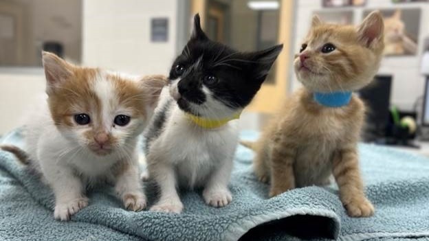The Jacksonville Humane Society is dealing with an influx of kittens. l Jacksonville Humane Society