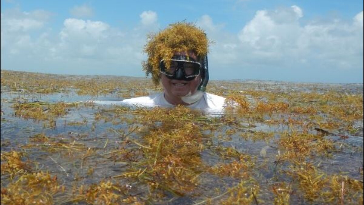 Brian Lapointe, an algae bloom expert at Florida Atlantic University’s Harbor Branch Oceanographic Institute, is deep into his research on how to best dispose of large sargassum mats landing on Florida and Caribbean beaches every summer. | Florida Atlantic University, WGCU