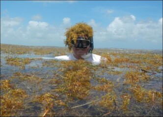 Featured image for “Sargassum buries beaches and threatens tourism”