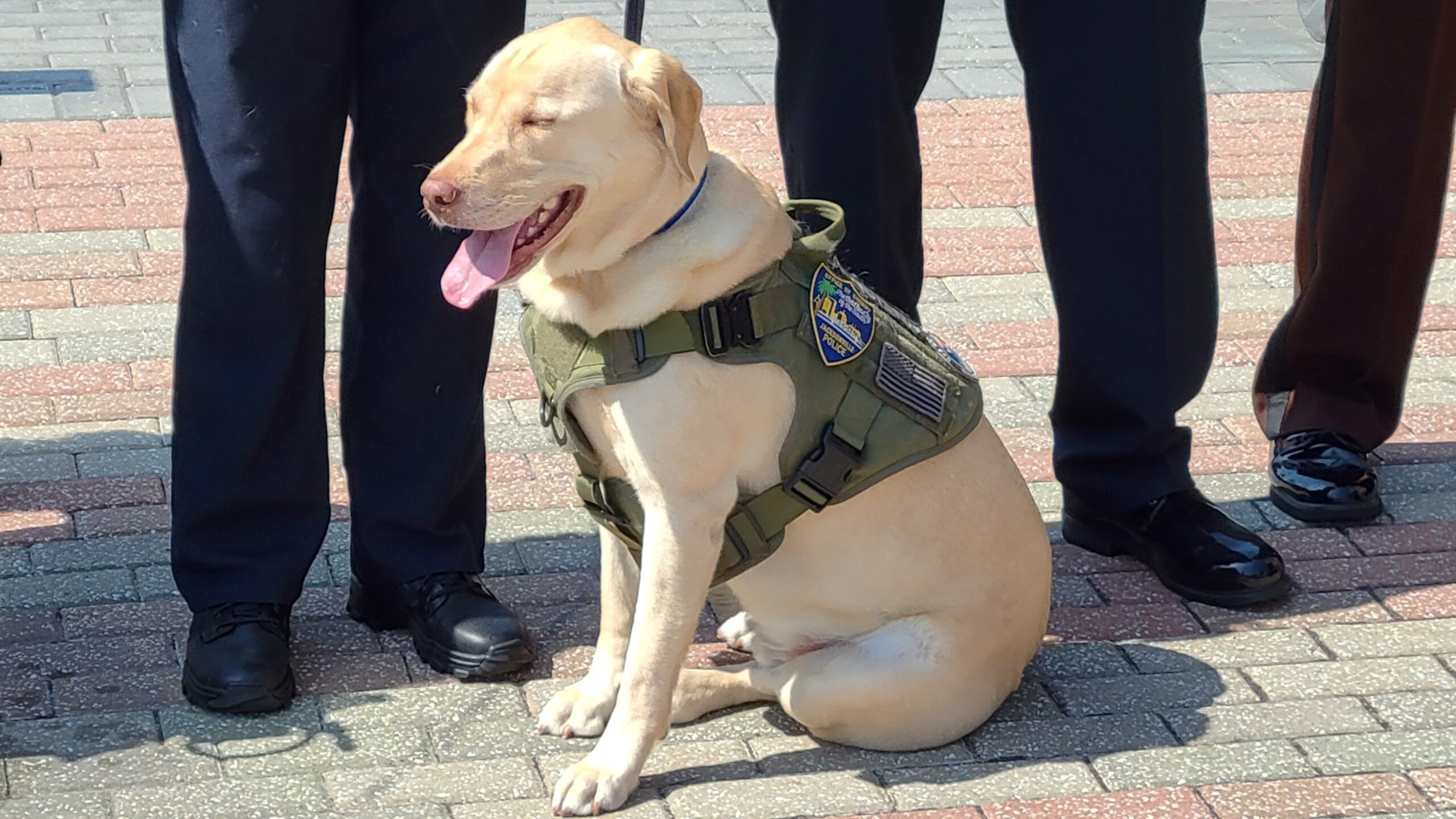 Buster, one of four Jacksonville Sheriff's Office service dogs, sits during a news conference Tuesday, May 7, 2024. | Dan Scanlan, Jacksonville Today