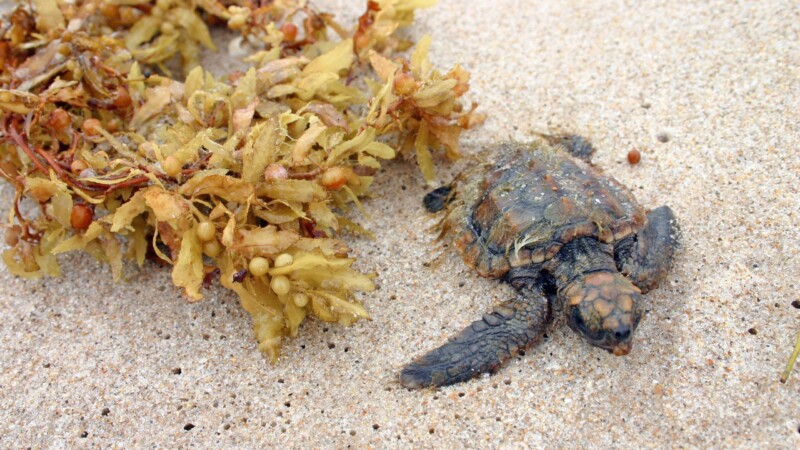 Featured image for “#AskJAXTDY l Does beach renourishment disturb sea turtles?”