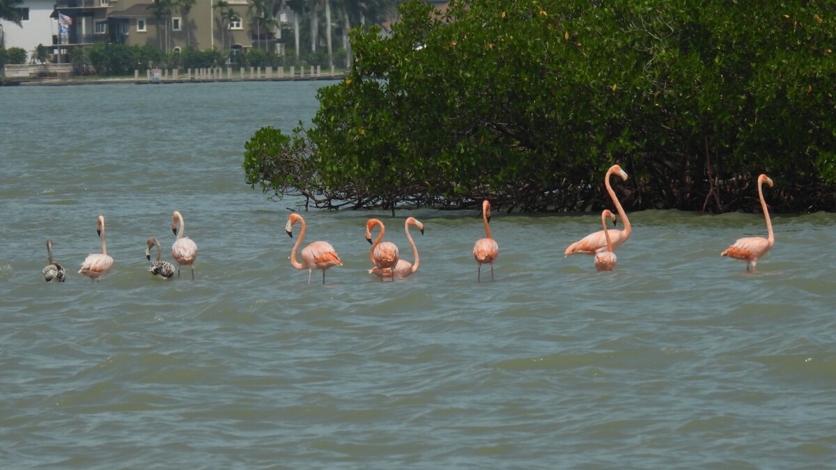 American Flamingos wade in Marco Island in September 2023 after Hurricane Idalia. | Col Lazau, special To WGCU