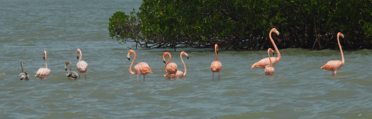 American Flamingos wade in Marco Island in September 2023 after Hurricane Idalia. | Col Lazau, special To WGCU