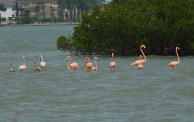 Featured image for “Hurricane Idalia gifted Florida with a flock of flamingos”