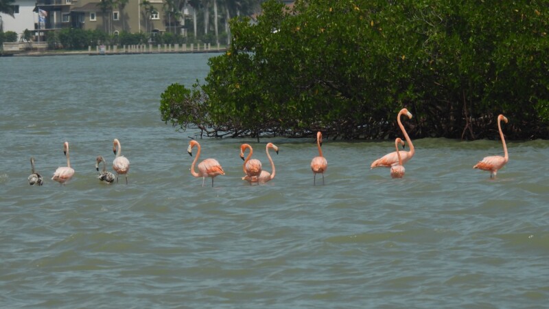Featured image for “Hurricane Idalia gifted Florida with a flock of flamingos”