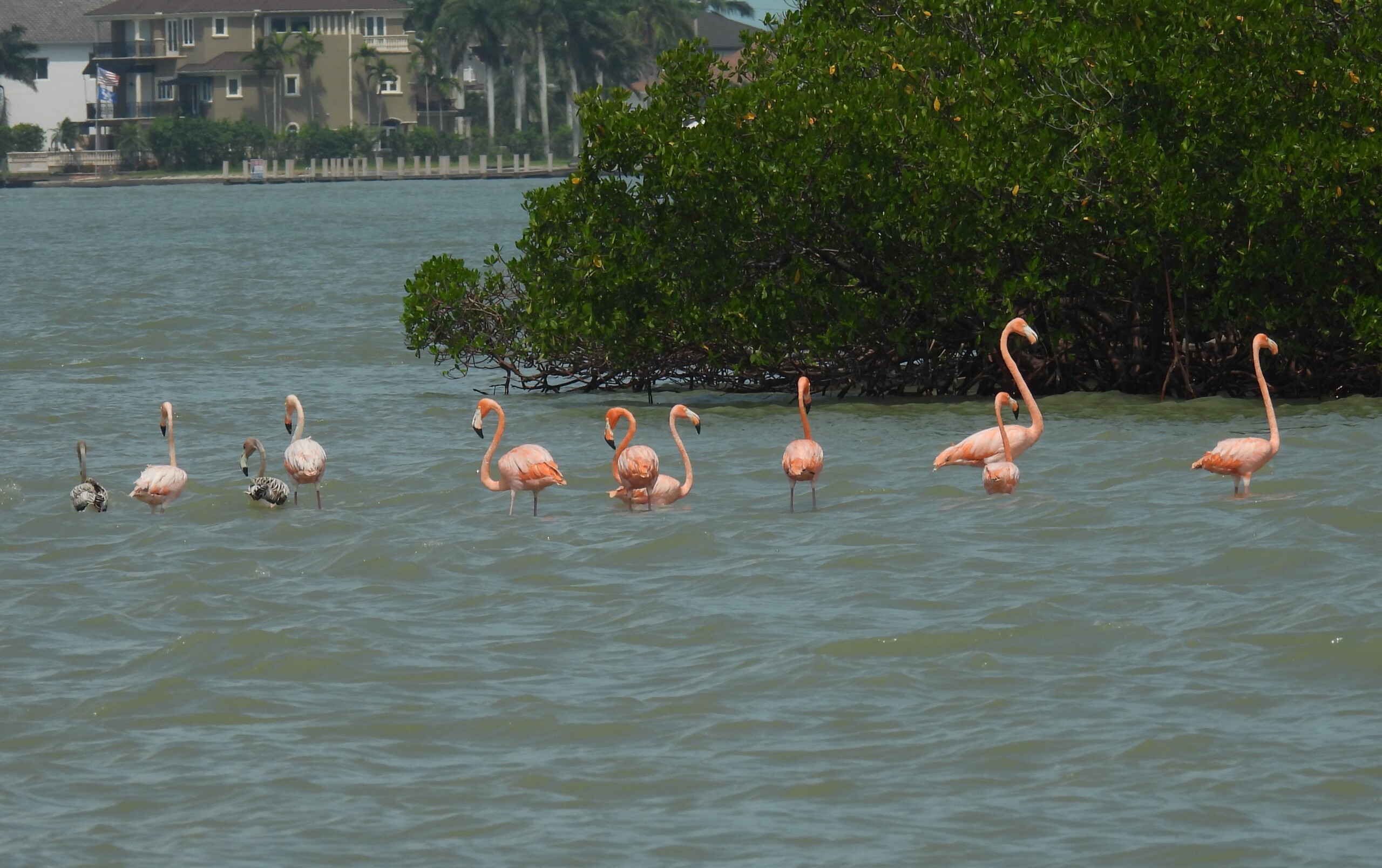 Hurricane Idalia gifted Florida with a flock of flamingos ...