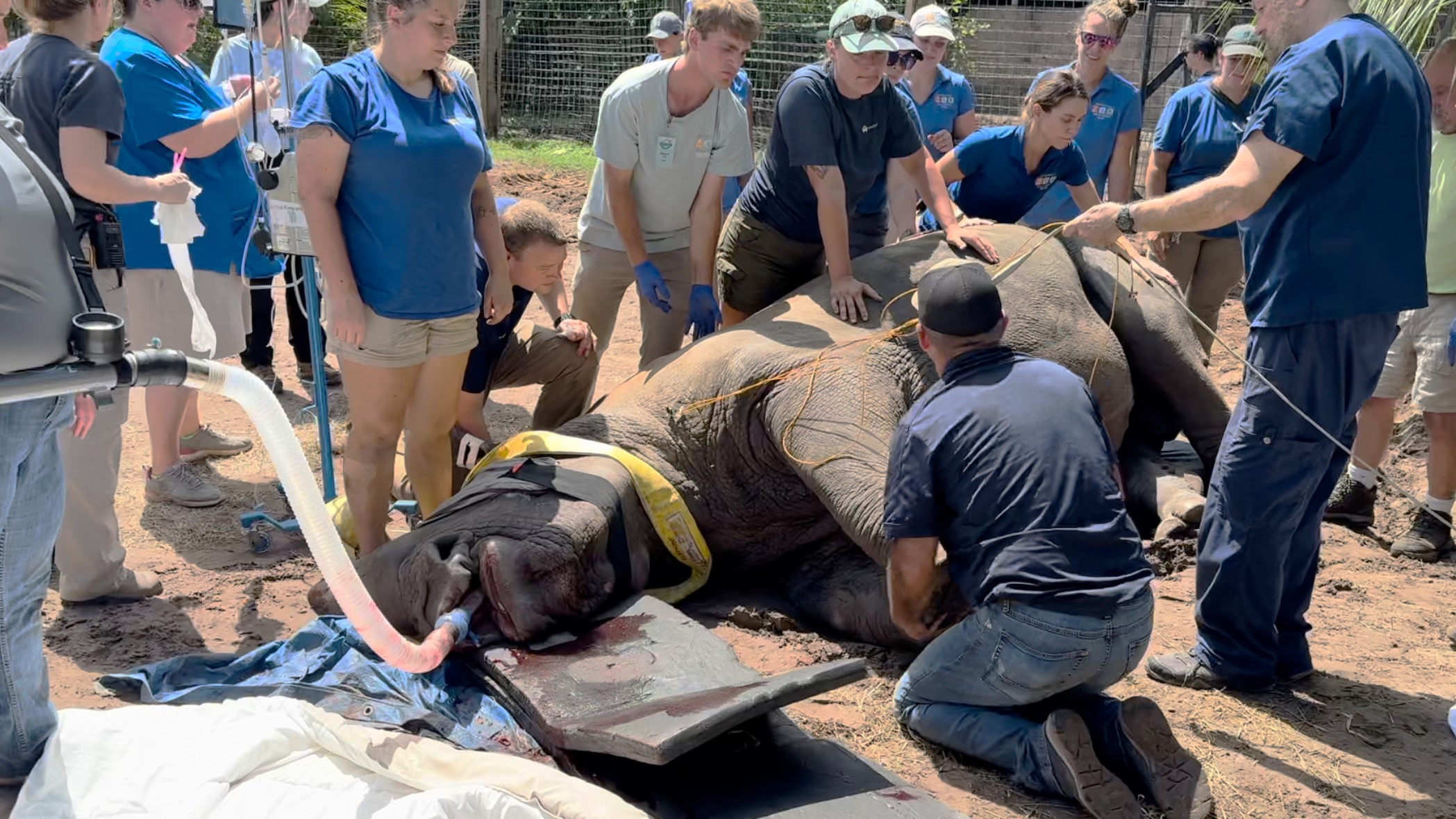 Archie the southern white rhino lies anesthetized during surgery to remove a tooth on Tuesday, May 21, 2024. | Curtis Dvorak