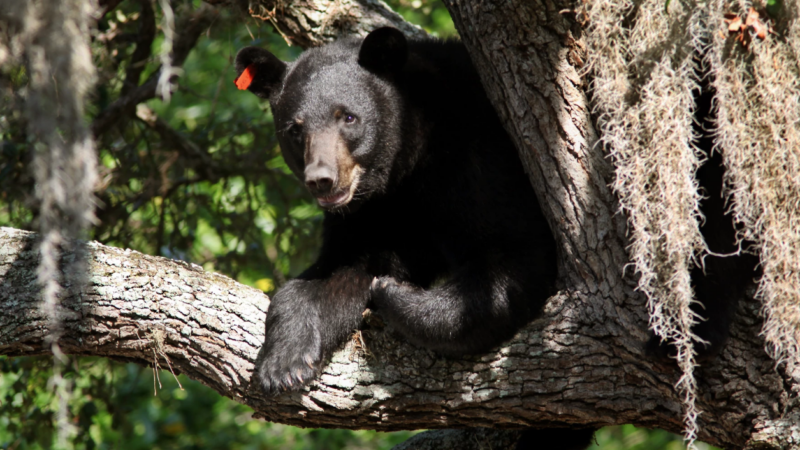 Featured image for “Florida gears up for 3-week bear hunt in December”