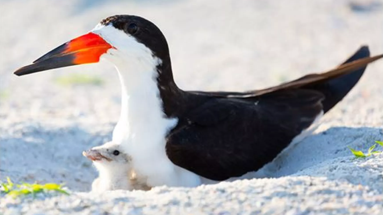 A black skimmer protects its chick in a nest. | Florida Fish and Wildlilfe Conservation Commission, WGCU