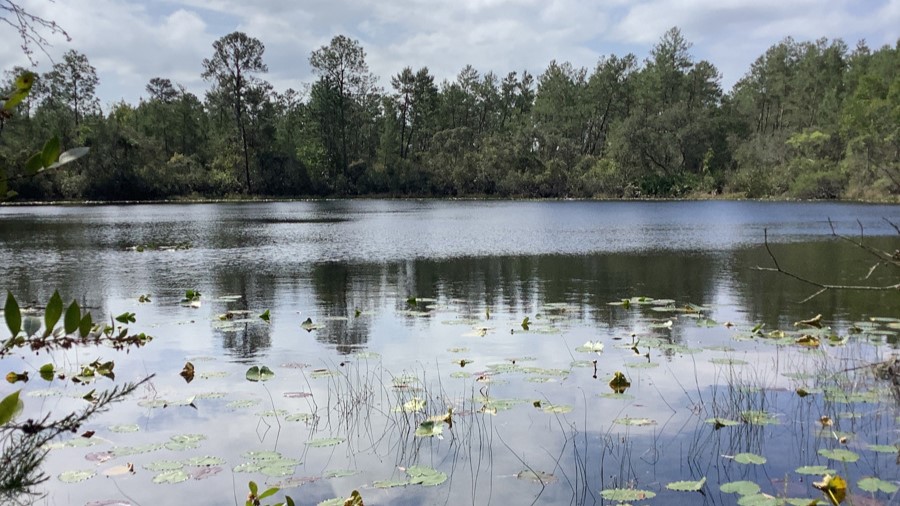 A conservation easement agreement will preserve 855 acres in Putnam County. | North Florida Land Trust