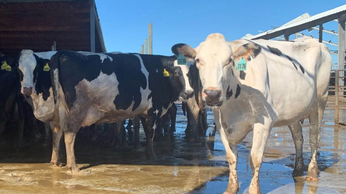 According to the United States Department of Agriculture, over 100 dairy herds across the country have been infected with the flu. There are no reported cow infections in Florida. | Kerry Sheridan, WUSF
