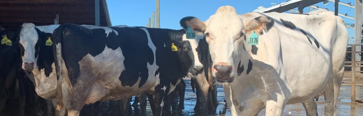 According to the United States Department of Agriculture, over 100 dairy herds across the country have been infected with the flu. There are no reported cow infections in Florida. | Kerry Sheridan, WUSF