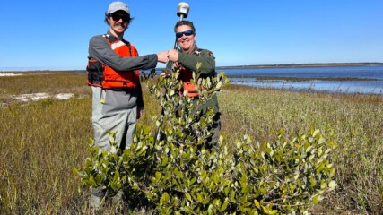Featured image for “Mangroves creep north due to lack of ‘lethal freeze’ in Florida”
