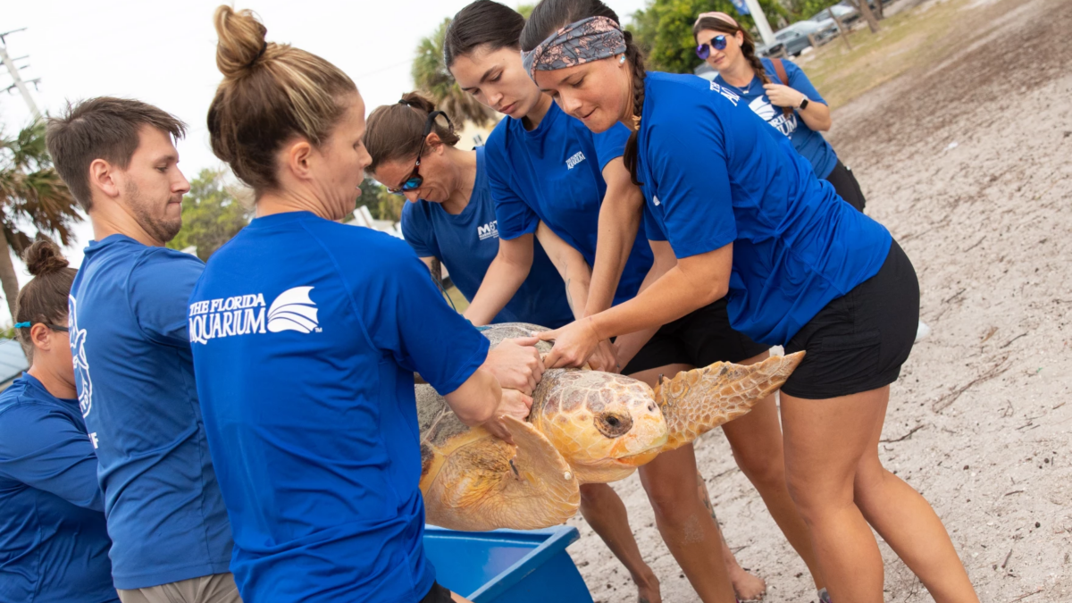 A loggerhead sea turtle nicknamed Mahomes was released May 30, 2023, after treatment for exposure to red tide toxins off Sarasota County. | Mote Marine Laboratory & Aquarium