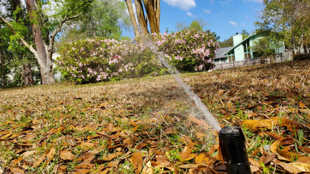 People are being asked to water their lawns only as needed. | Bill Bortzfield, Jacksonville Today