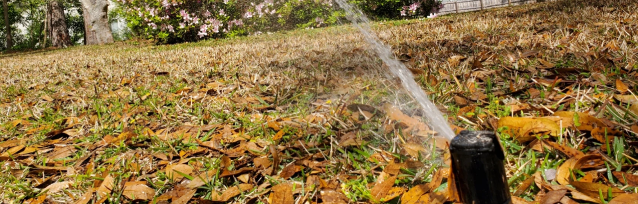 People are being asked to water their lawns only as needed. | Bill Bortzfield, Jacksonville Today