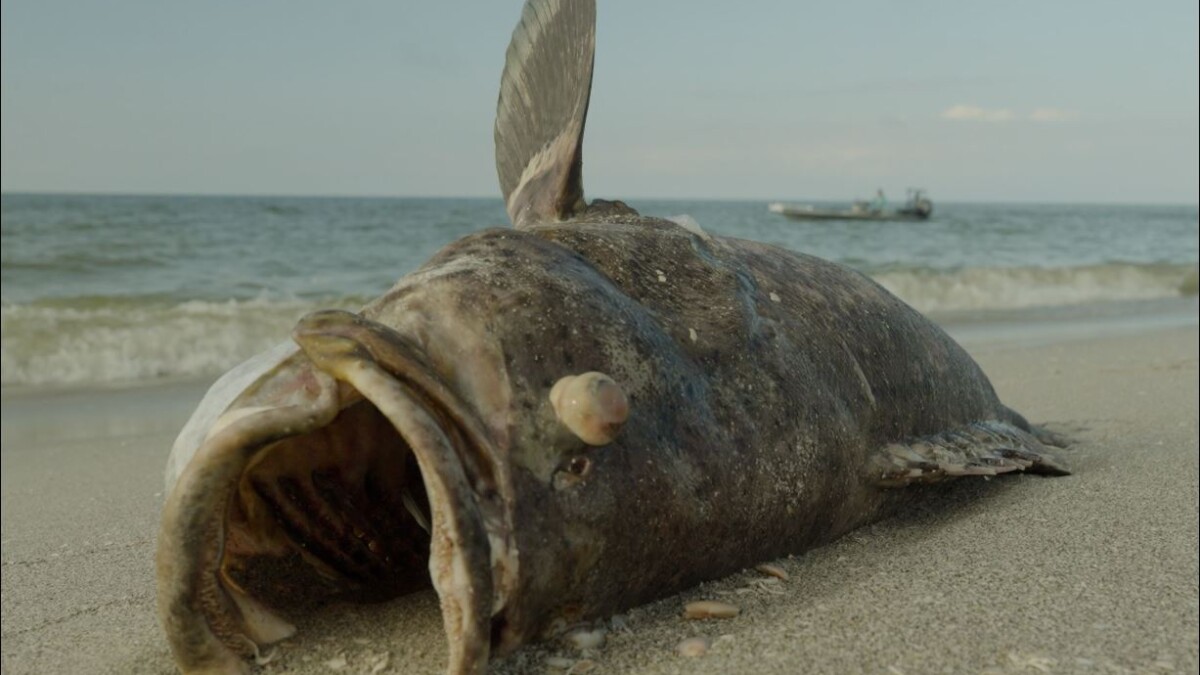 One of the results of Florida Gov. Ron DeSantis' veto of the Clean Beaches Act is no additional help from the Florida Department of Health in terms of improved water quality testing or beach closure signage, even in case of fecal pollution or a blue-green algae or red tide outbreak like the one in 2018 that killed this goliath grouper and tens of thousands more fish that washed up on Southwest Florida's beaches. | Captains for Clean Water, WGCU