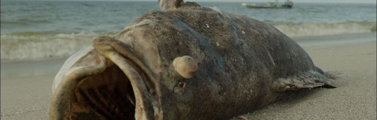 One of the results of Florida Gov. Ron DeSantis' veto of the Clean Beaches Act is no additional help from the Florida Department of Health in terms of improved water quality testing or beach closure signage, even in case of fecal pollution or a blue-green algae or red tide outbreak like the one in 2018 that killed this goliath grouper and tens of thousands more fish that washed up on Southwest Florida's beaches. | Captains for Clean Water, WGCU