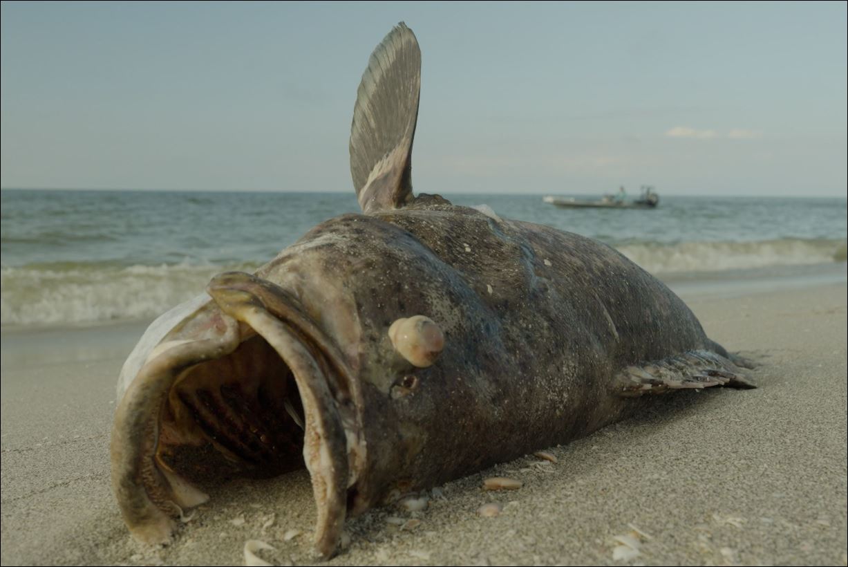 Featured image for “DeSantis’ veto of beach bill roils environmentalists”
