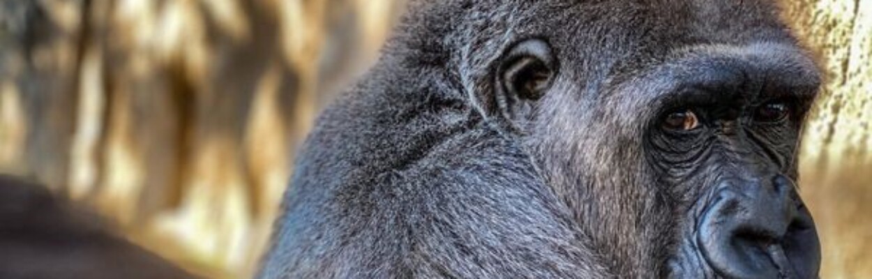 Bulera, a 35-year-old female western lowland gorilla, has died at the Jacksonville Zoo & Gardens. l Jacksonville Zoo & Gardens.