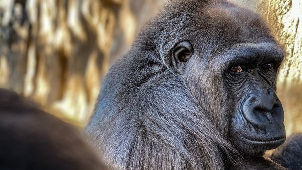 Bulera, a 35-year-old female western lowland gorilla, has died at the Jacksonville Zoo & Gardens. l Jacksonville Zoo & Gardens.