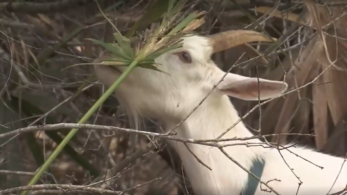 A goat helps clear vegetation at Hanna Park. | News4Jax