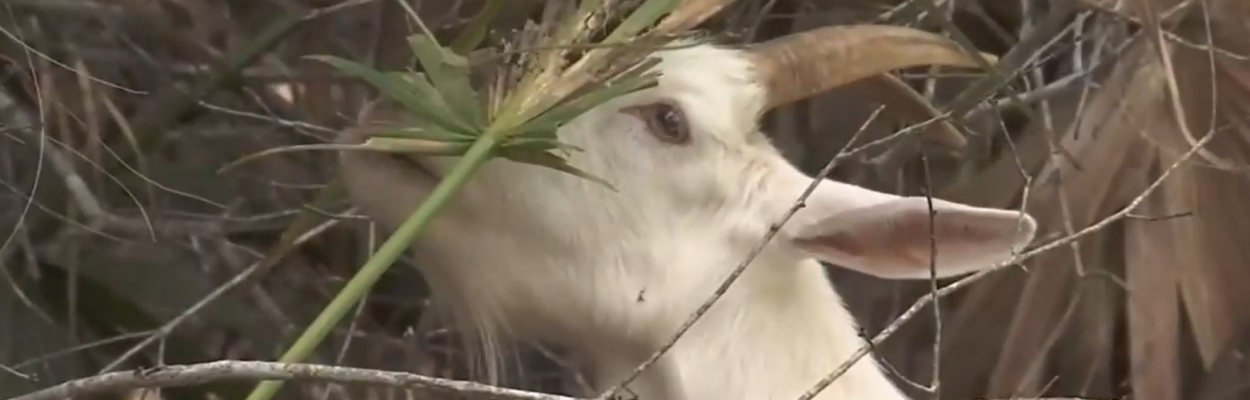 A goat helps clear vegetation at Hanna Park. | News4Jax