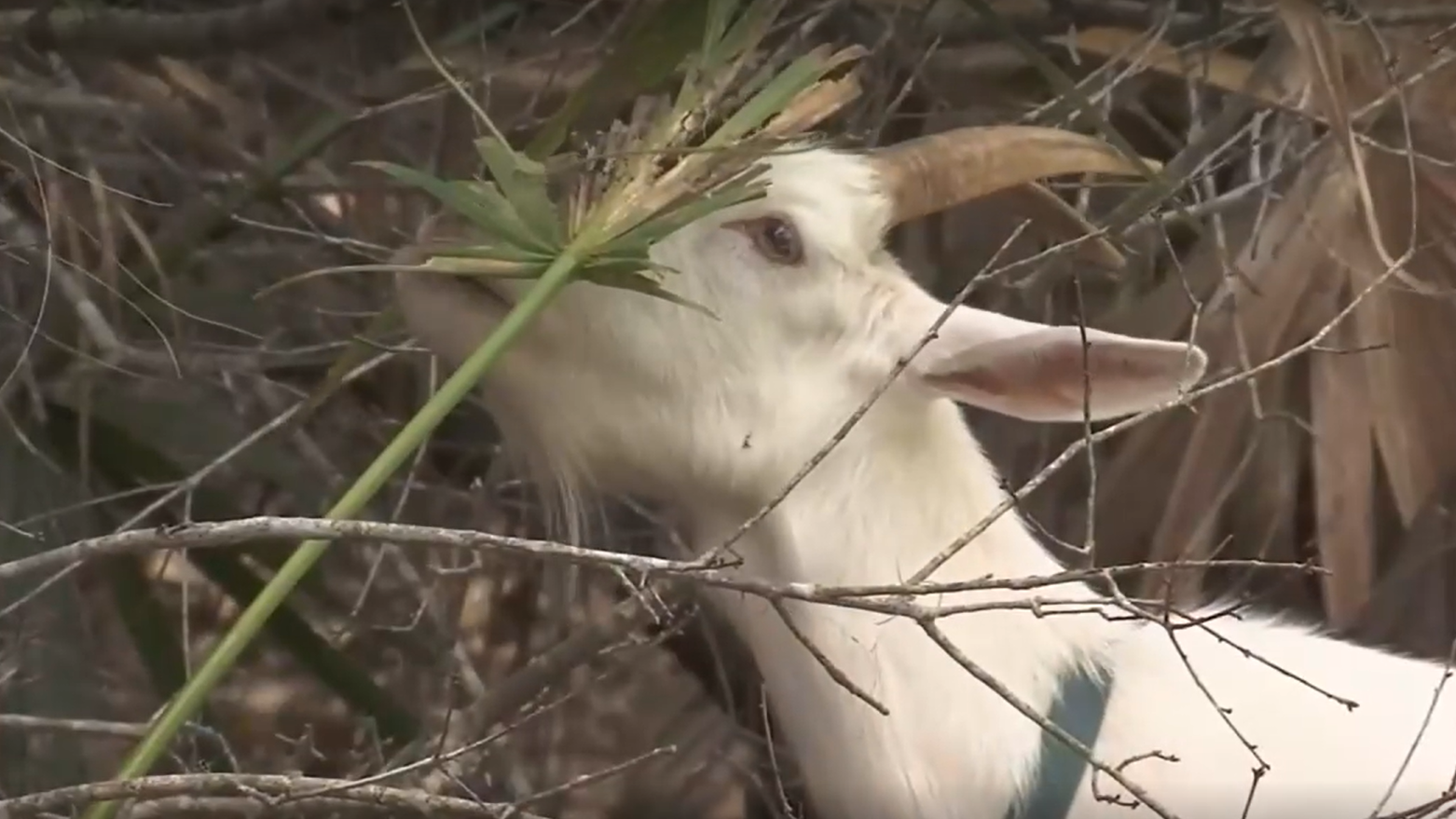 A goat helps clear vegetation at Hanna Park. | News4Jax