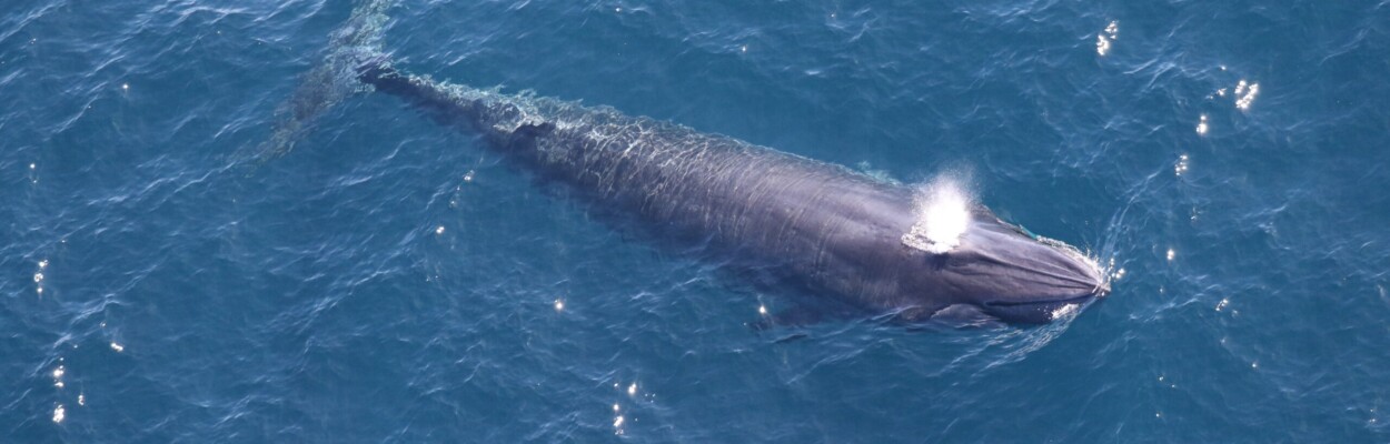 Rice’s whales can measure up to 41 feet long and weigh up to 60,000 pounds. The species is also characterized by three distinct ridges near the blowhole. | Image courtesy of NOAA Fisheries, Permit #21938