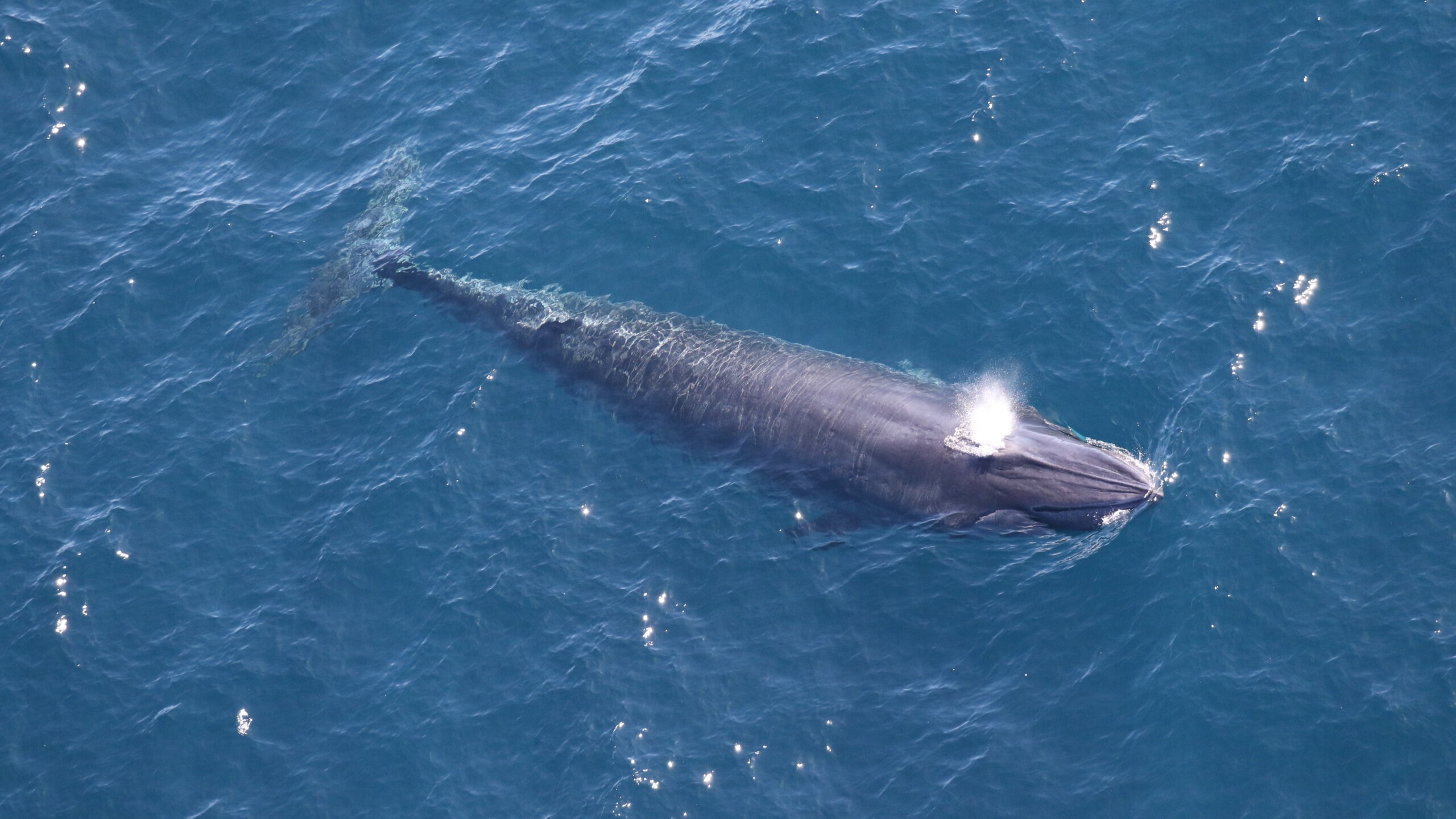 Rice’s whales can measure up to 41 feet long and weigh up to 60,000 pounds. The species is also characterized by three distinct ridges near the blowhole. | Image courtesy of NOAA Fisheries, Permit #21938