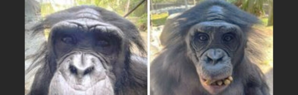 Two bonobos at the Jacksonville zoo — Jenga and Jumanji — have succumbed to the Shigella bacteria. | Jacksonville Zoo and Gardens