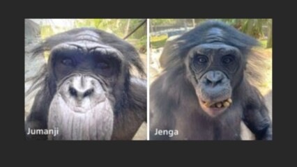 Featured image for “Shigella infection kills 2 bonobos at Jacksonville zoo”