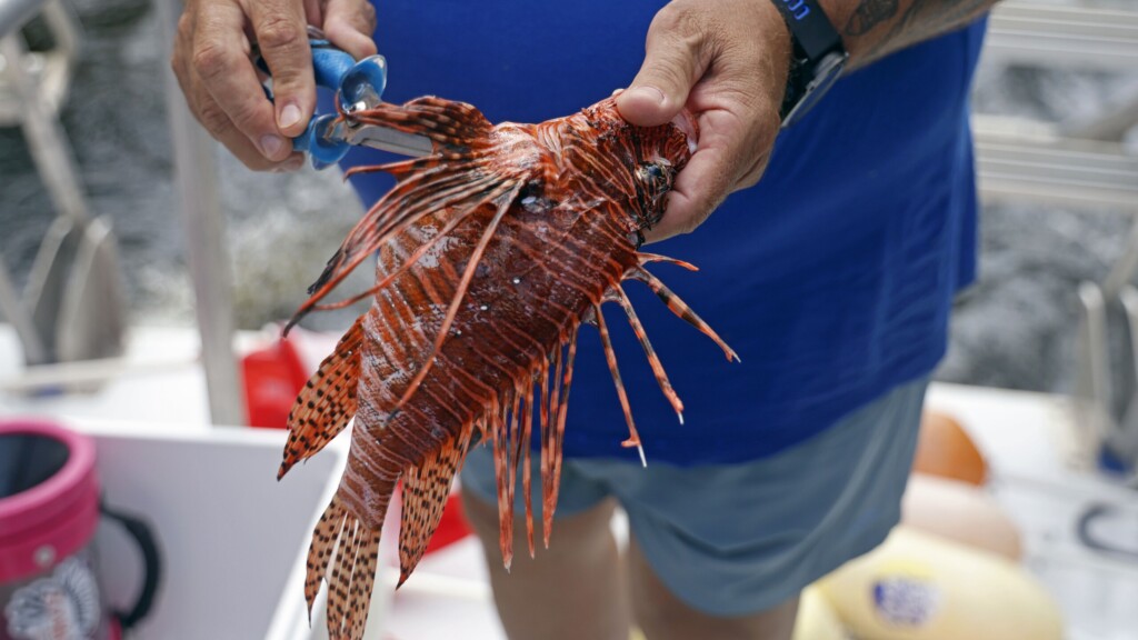 Tim Robinson shows divers where to cut along the Lionfish on the Lady Go Diver boat in Deerfield Beach on Saturday, Aug. 31, 2024. | Lee Ann Anderson, Fresh Take Florida