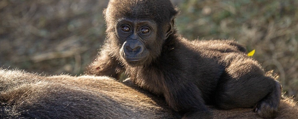 The Jacksonville Zoo and Gardens has announced the death of a three-year-old gorilla named Kevin from Shigella. l John Reed, Jacksonville Zoo and Gardens.