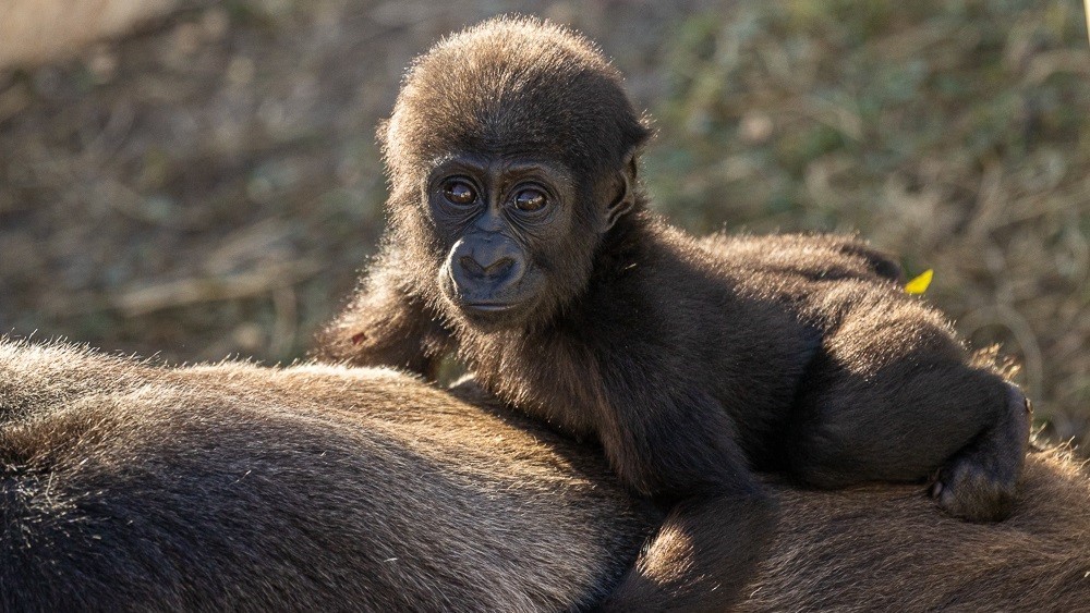 The Jacksonville Zoo and Gardens has announced the death of a three-year-old gorilla named Kevin from Shigella. l John Reed, Jacksonville Zoo and Gardens.