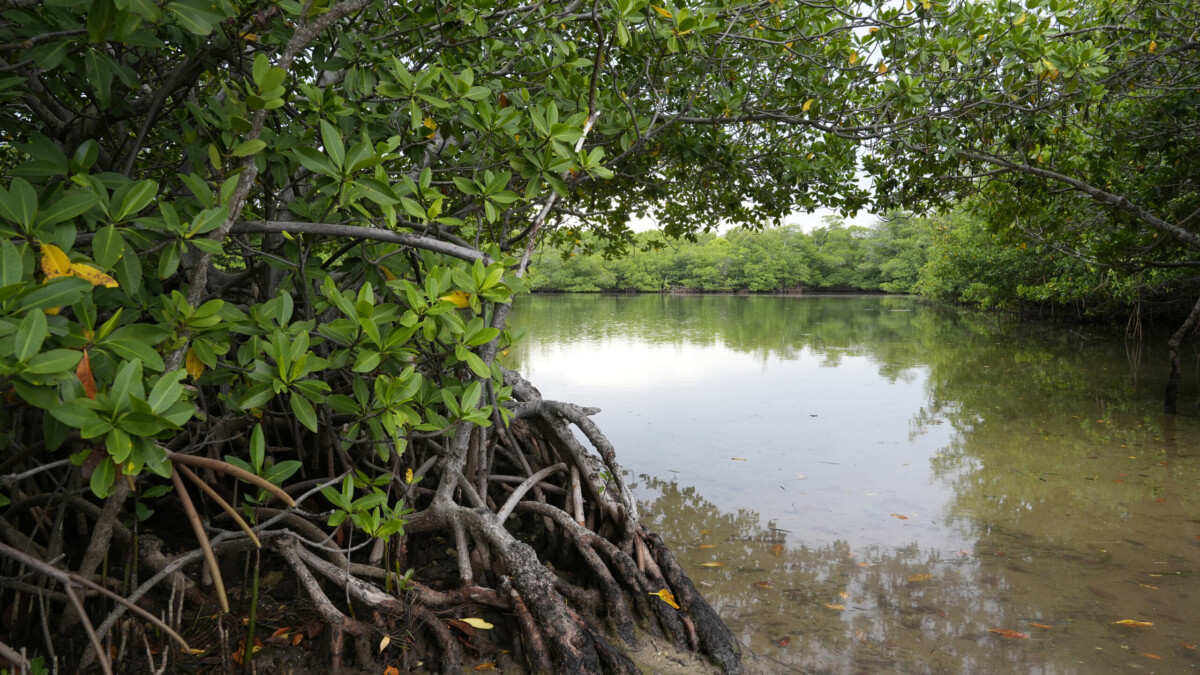 Red mangroves line the shore at Oleta River State Park on Aug. 22, 2024, in North Miami Beach. | Marta Lavandier, AP