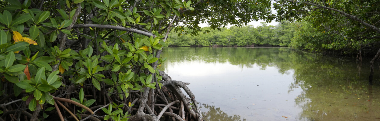 Red mangroves line the shore at Oleta River State Park on Aug. 22, 2024, in North Miami Beach. | Marta Lavandier, AP