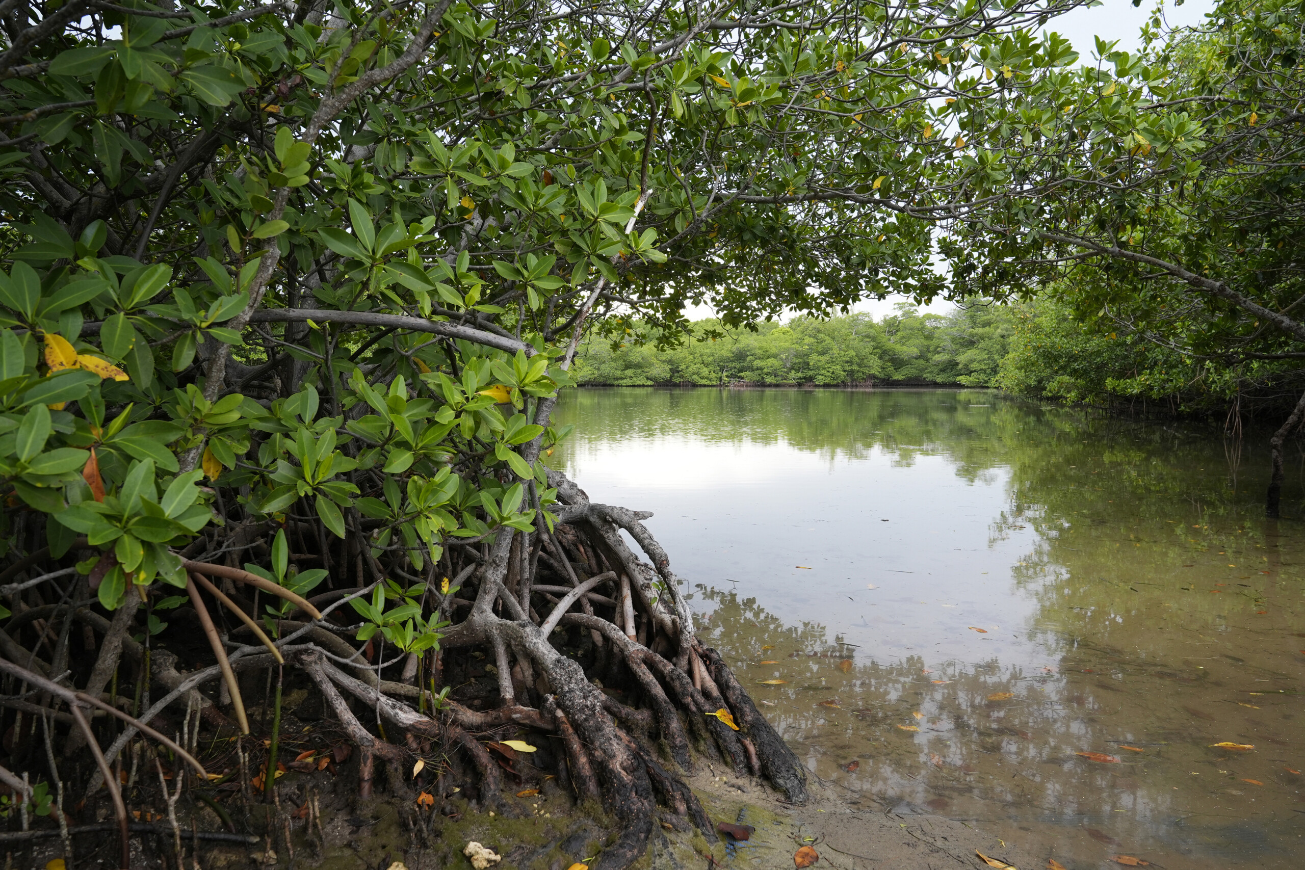 Red mangroves line the shore at Oleta River State Park on Aug. 22, 2024, in North Miami Beach. | Marta Lavandier, AP